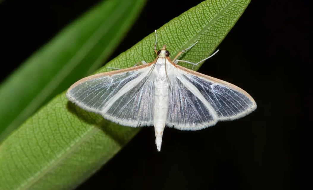 Scientists demonstrate for the first time that plants and animals interact using sound