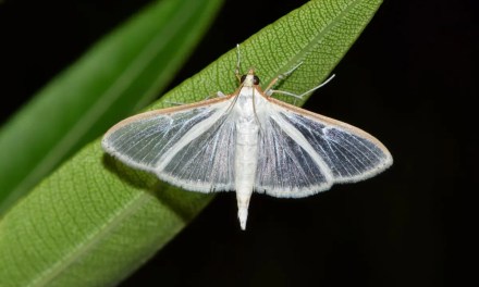 Scientists demonstrate for the first time that plants and animals interact using sound