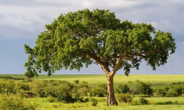 Fig trees may benefit climate by turning carbon dioxide into stone