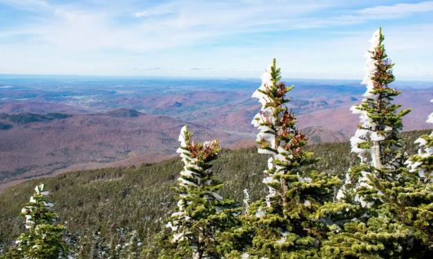 Forests’ vanishing snow is also bad news for carbon storage
