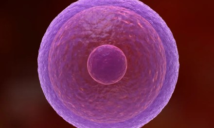 How human eggs stay fresh for decades