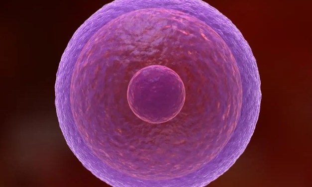 How human eggs stay fresh for decades