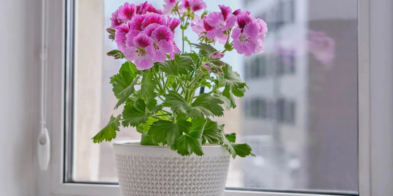 Summer flowers: The seasonal blooms that brighten every corner