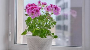 Summer flowers: The seasonal blooms that brighten every corner 1