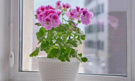 Summer flowers: The seasonal blooms that brighten every corner