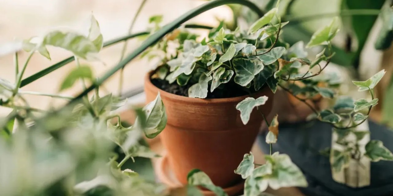 7 NASA‑approved indoor plants that are known to remove airborne toxins