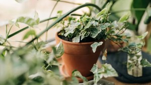 7 NASA‑approved indoor plants that are known to remove airborne toxins 1
