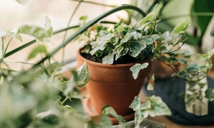 7 NASA‑approved indoor plants that are known to remove airborne toxins
