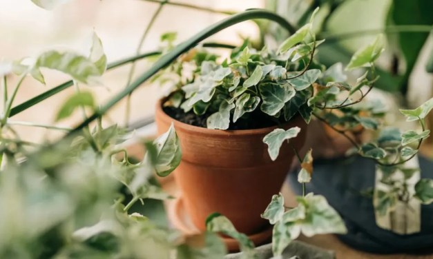 7 NASA‑approved indoor plants that are known to remove airborne toxins