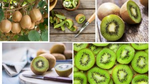 Largest Kiwi-Producing Countries in the World 1