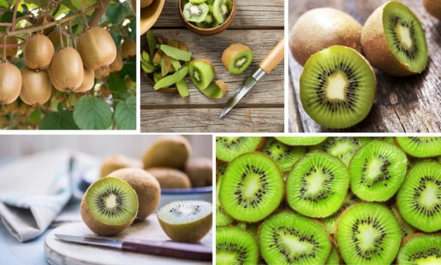 Largest Kiwi-Producing Countries in the World