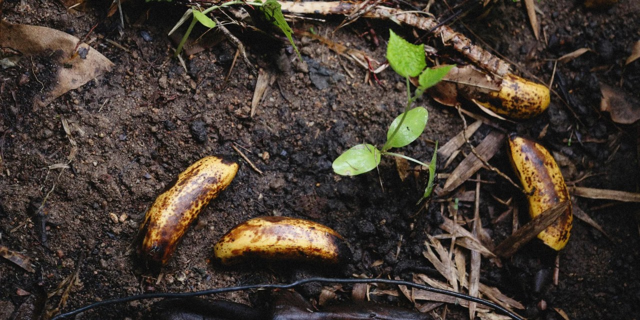 10 common items in your kitchen that double as plant fertiliser