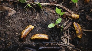 10 common items in your kitchen that double as plant fertiliser 1