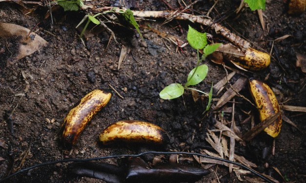 10 common items in your kitchen that double as plant fertiliser