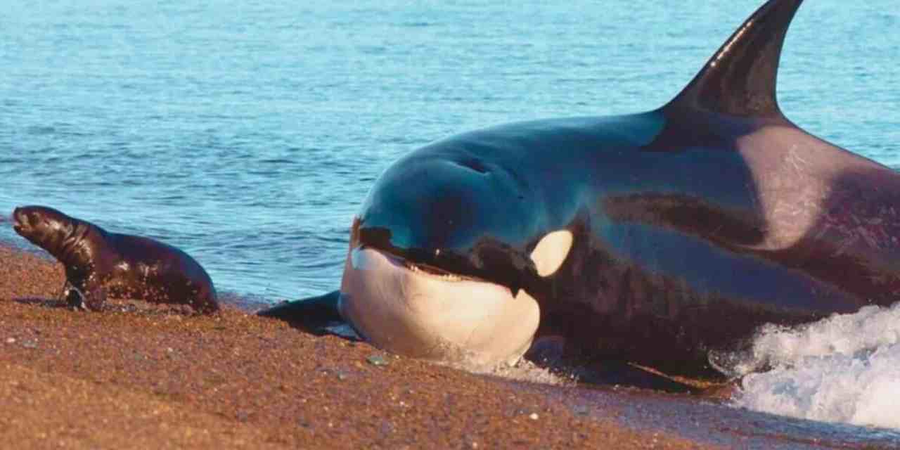 It’s Official: Dolphins and Orcas Have Now Crossed the ‘Point of No Return’ in Their Evolution of Returning to Land Again