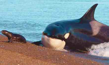 It’s Official: Dolphins and Orcas Have Now Crossed the ‘Point of No Return’ in Their Evolution of Returning to Land Again