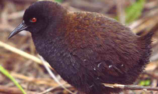 Flightless and Fearless: The Mystery Behind the World’s Smallest Bird Finally Solved!