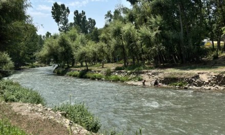 Otters spotted in Kashmir waters, and residents are both thrilled and wary