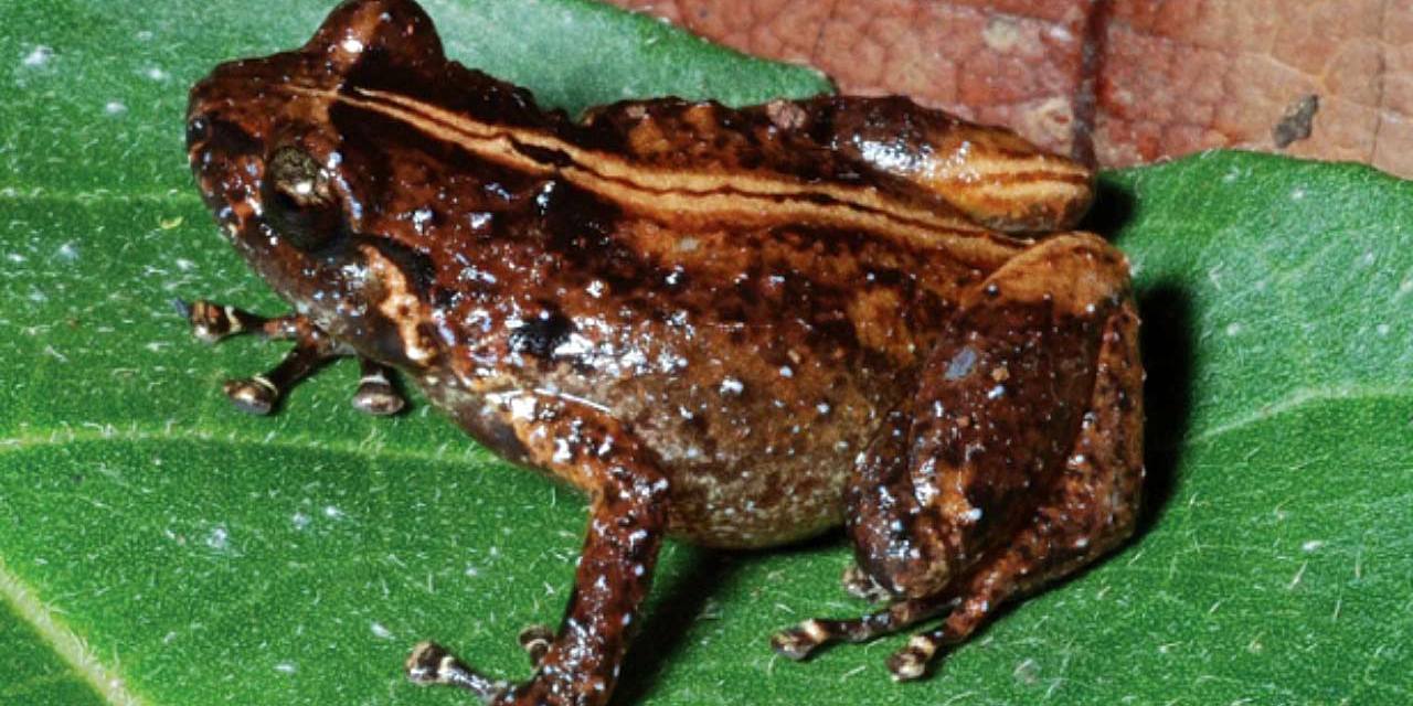 Three new frog species found in Peru face an uncertain future