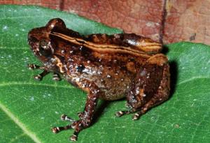 Three new frog species found in Peru face an uncertain future 1