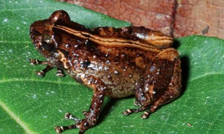 Three new frog species found in Peru face an uncertain future