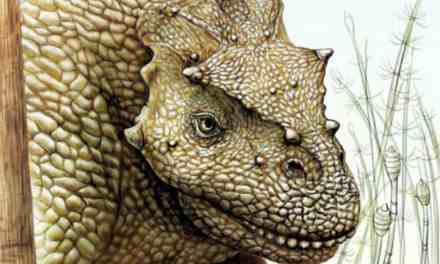 New Species of Permian Pareiasaur Found in China Unlocks Secrets of Ancient Earth’s Herbivores!