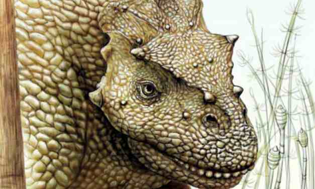 New Species of Permian Pareiasaur Found in China Unlocks Secrets of Ancient Earth’s Herbivores!