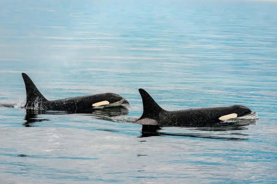 World first: orcas craft tools to care for each other