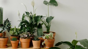 10 indoor plants that neutralise musty odour during monsoons 1 10 indoor plants that neutralise musty odour during monsoons 1