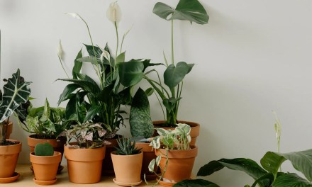 10 indoor plants that neutralise musty odour during monsoons