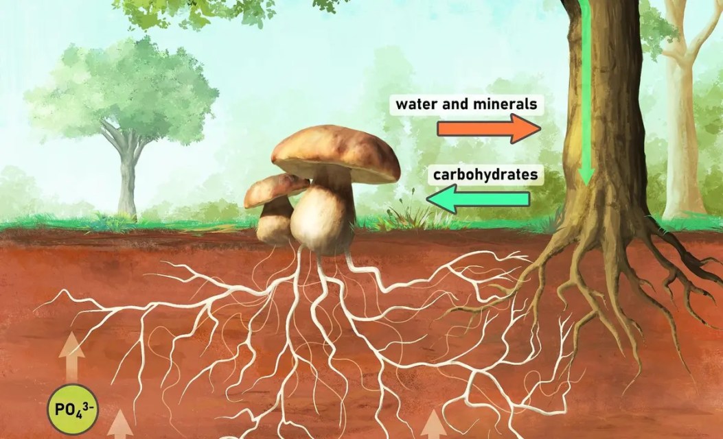 Scientists change their minds about ‘friendship’ and cooperation between plants