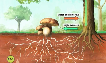 Scientists change their minds about ‘friendship’ and cooperation between plants