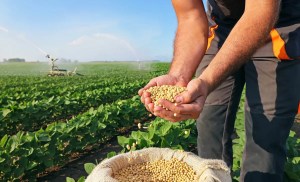 This cheap metal could be the key to growing stronger and healthier crops 1