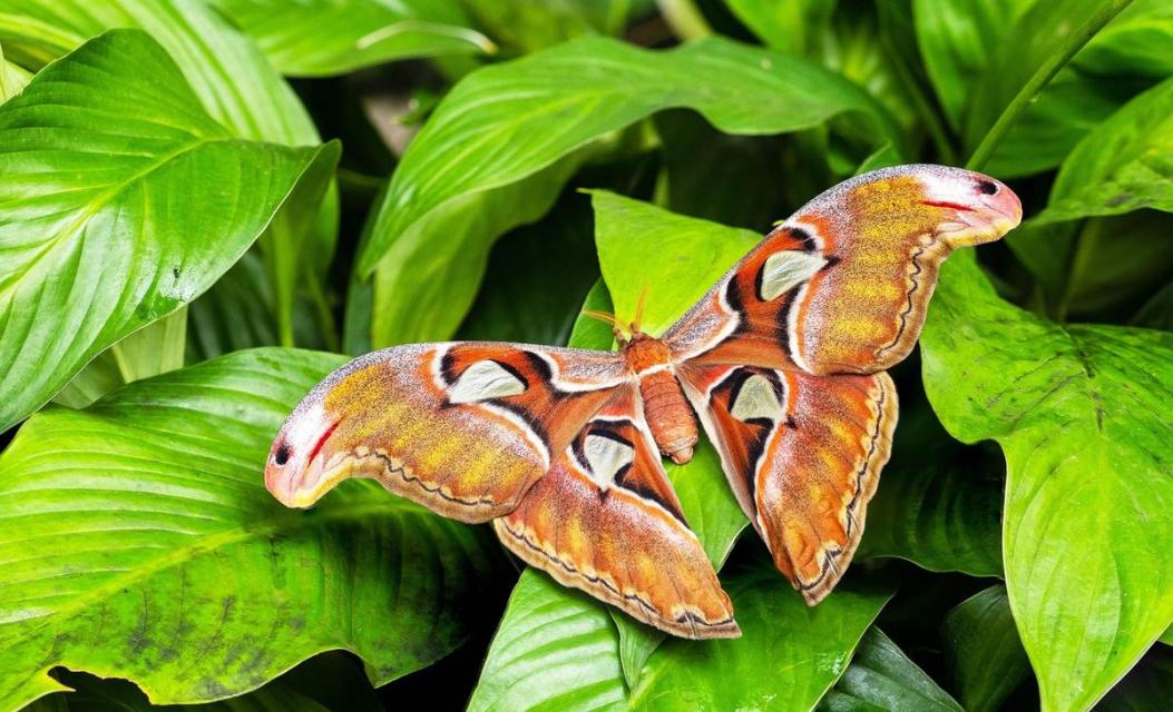 Plants and animals captured “talking” to each other using sound for the first time