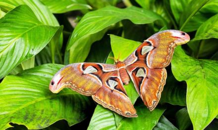 Plants and animals captured “talking” to each other using sound for the first time