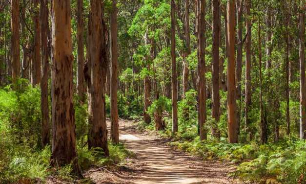 India lost 18 times more forest than it gained, TN, Bengal led deforestation: IIT study