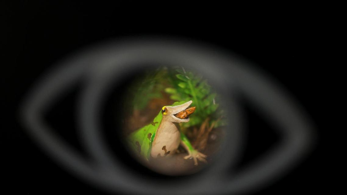 Chile takes new steps to save endangered Darwin’s frog