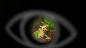 Chile takes new steps to save endangered Darwin's frog 1