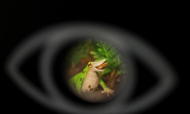 Chile takes new steps to save endangered Darwin’s frog