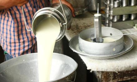 The milk industry produces tonnes of wastewater. Plant-based coagulants can help clean up