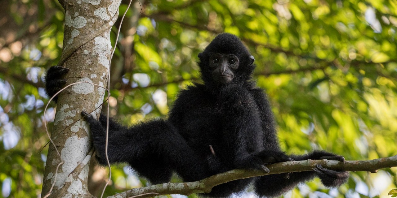 ‘Two Mountains’ concept driving China’s biodiversity revival