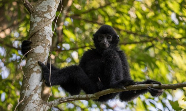 ‘Two Mountains’ concept driving China’s biodiversity revival