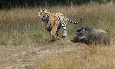 Biodiversity everywhere is ordered by a common ‘hidden’ pattern