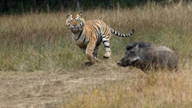 Biodiversity everywhere is ordered by a common ‘hidden’ pattern