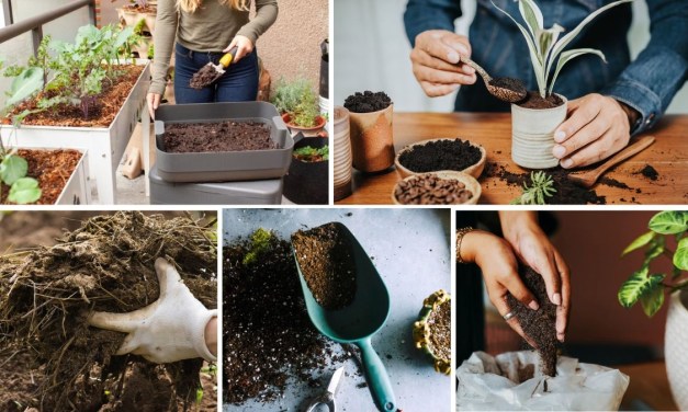 Natural Fertilizers You Can Make at Home