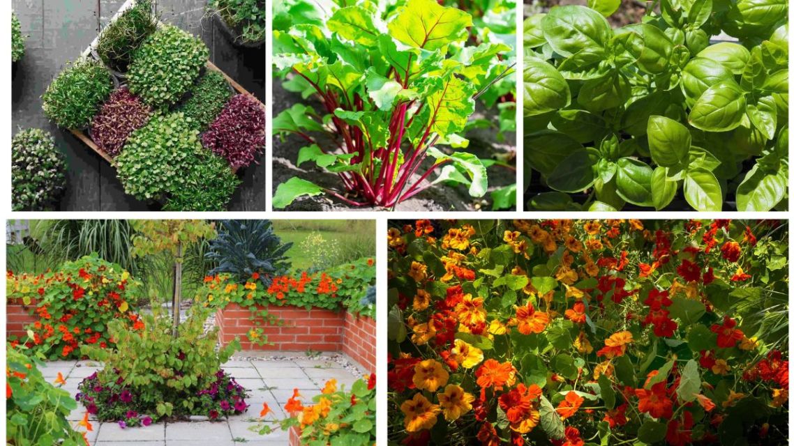 5 Unique Garden Plants with Edible Leaves You Can Grow at Home