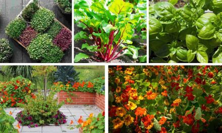 5 Unique Garden Plants with Edible Leaves You Can Grow at Home