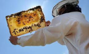 National Honey Bee Day 2025: Why pollinators matter