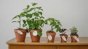5 popular herbs you can easily grow at home: From dhania for chutneys to mint for coolers