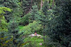 How I Became A Tree–Musings Of An Arboreal Enthusiast